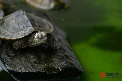 十二生肖順序 家裡可以養幾隻烏龜